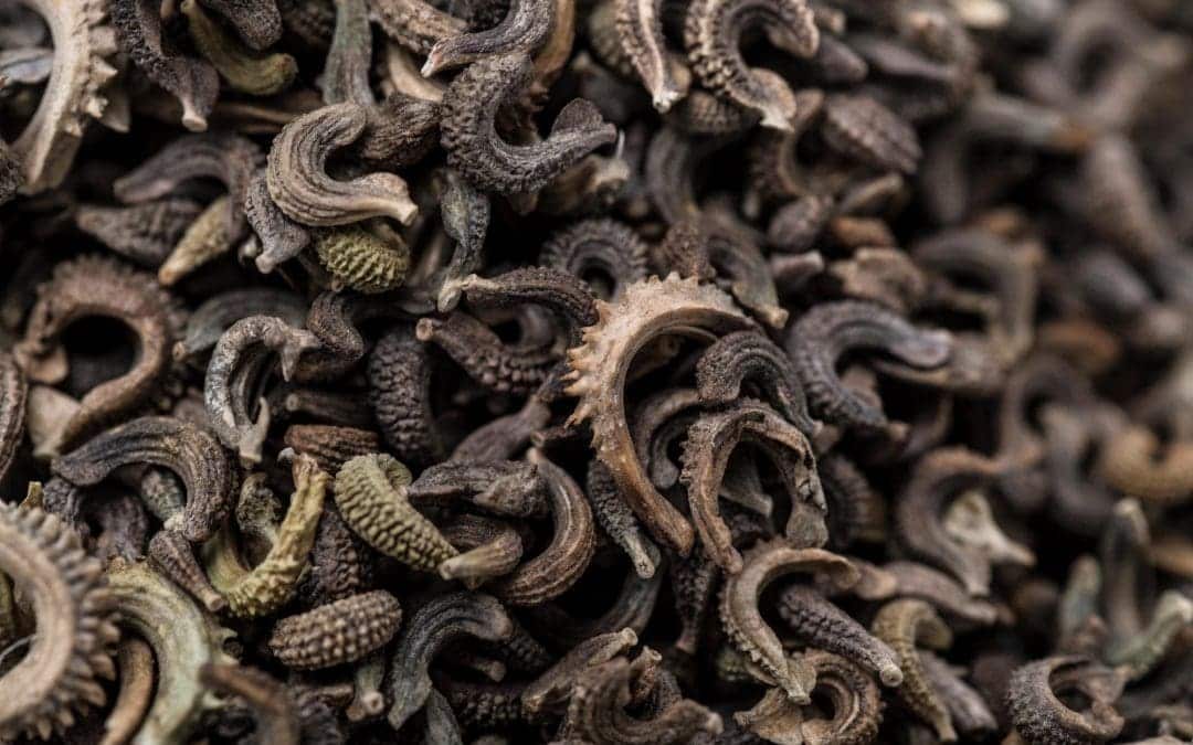 Eerste stappen in semi-industriële productie van goudsbloemzaadolie