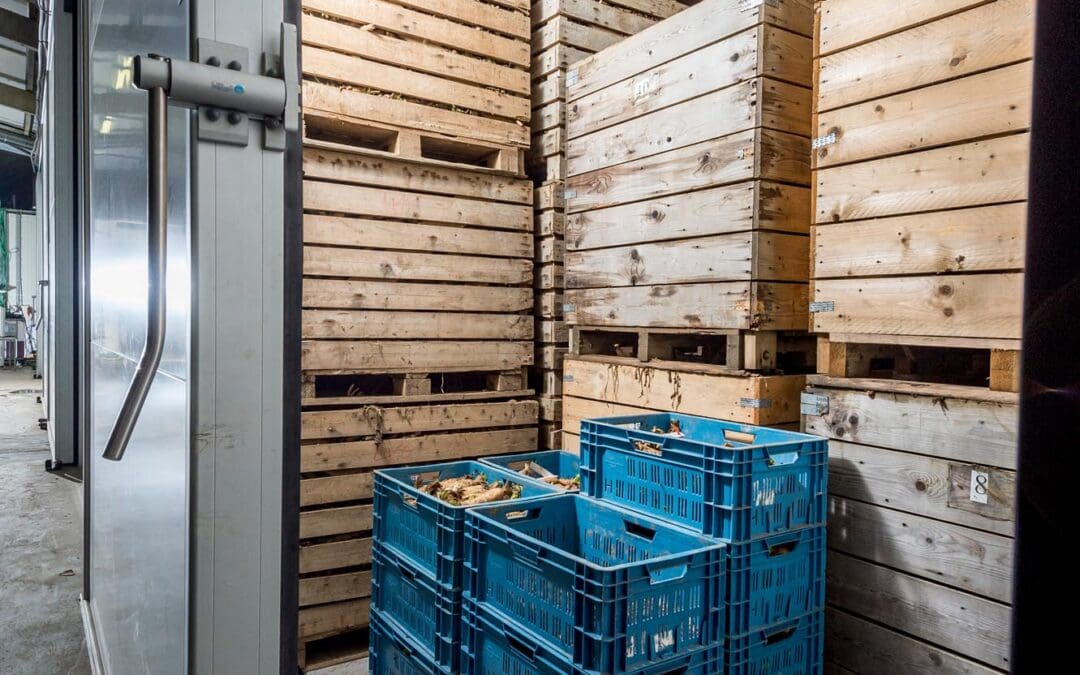 Efficiënte inkoeling van witloofwortels leidt tot lagere energiekost