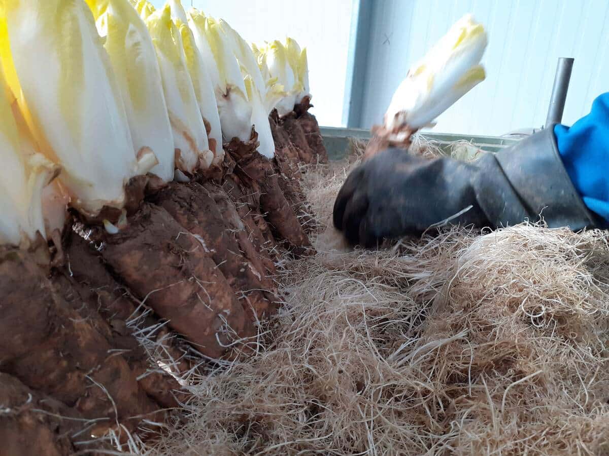 IPM & Gewasbescherming