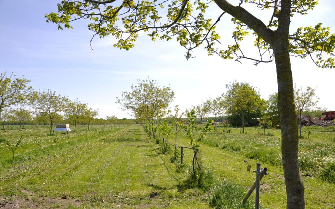Boslandbouw in verbindende landschappen