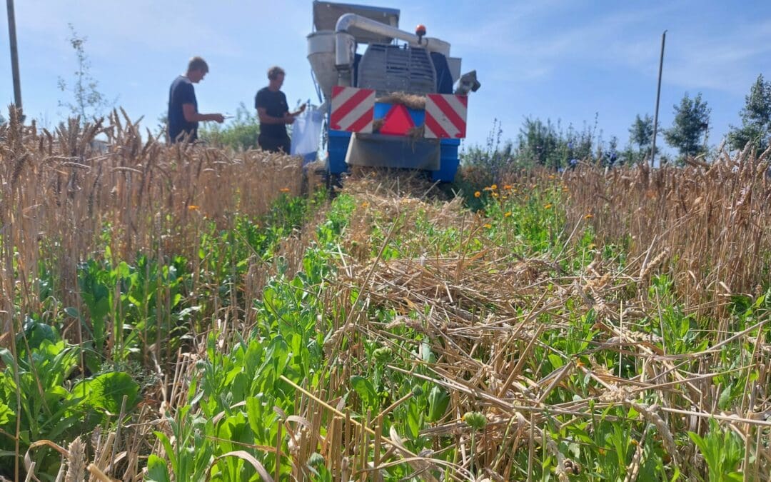 Gezocht: 10 telers voor onderzaai goudsbloem in graan