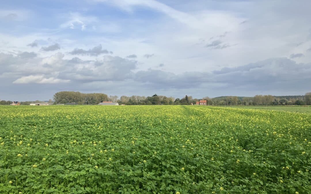 23/09: Kli­maat­adap­tie­ve landbouw: hoe dragen groen­be­dek­ker­meng­sels bij?
