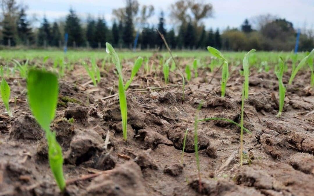 Wil jij biostimulanten of banker plants testen?