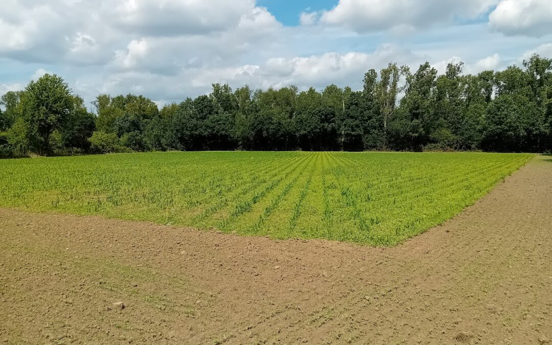 Blog biostimulanten