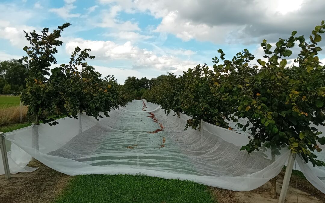 Excursie naar Duitse hazelnoottelers: inzichten uit Münsterland